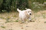 GOLDEN RETRIEVER 342